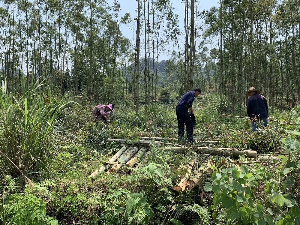 【土博镇】产业焕新:土博镇砍桉树,种油茶进行时!